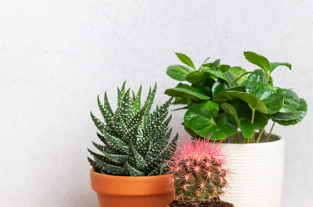 Potted plants creating cozy home atmosphere on wooden surface, a Nature Photo by Olena Rudo