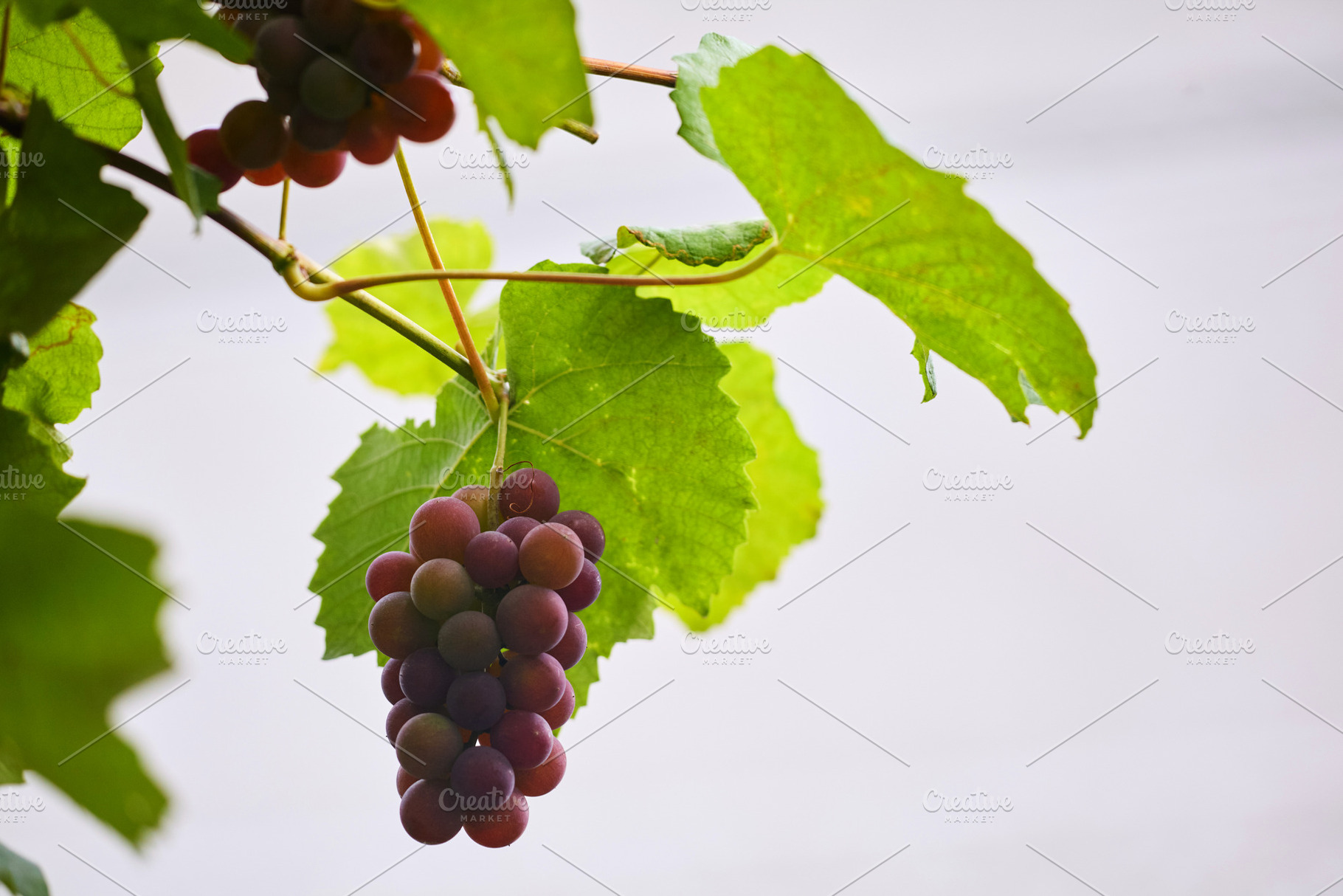 Ripe red grapes hanging on vine against bright sky with copy space photo. Close, a Food & Drink Photo by Rohan Photography