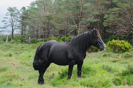 Black male horse in the bush. Wild, an Animal Photo by Mineko