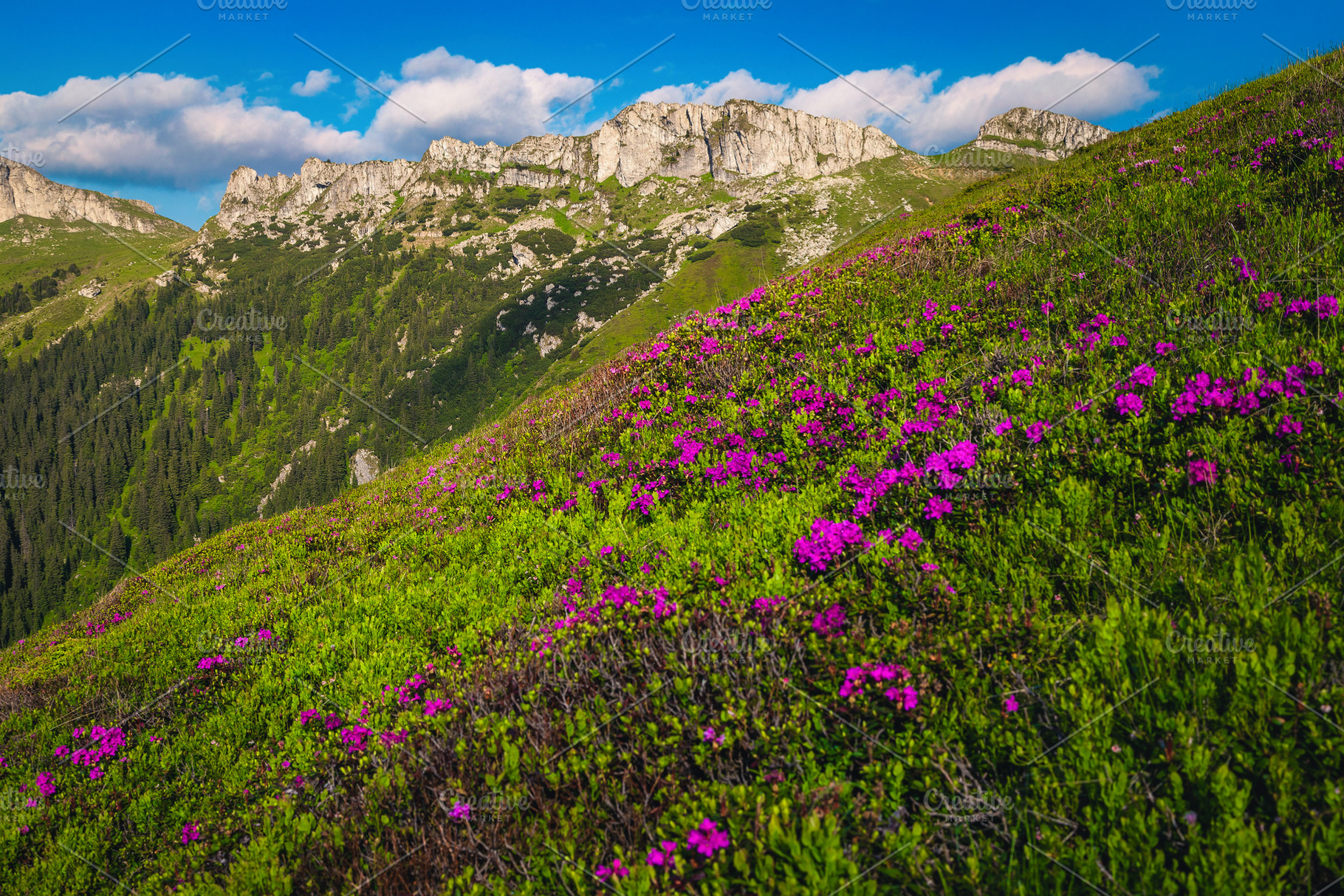Blooming pink rhododendron flowers, a Wallpaper Photo by Alpine Dreams