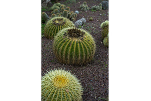 Golden barrel cacti thriving in a, a Nature Photo by volodymyrshtun13795