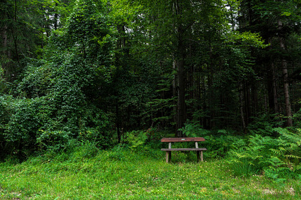 wooden bench in the forest. urban forest. alpine air