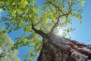 98 Trees view from below, a Nature Photo by Handmadefont (Thumbnail 32 of 98)