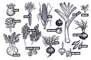 Vegetables and mushrooms., a Food Illustration by MarinaVorontsova (Thumbnail 4 of 10)