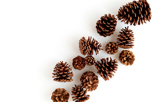Pine cones stock image stock photo containing christmas stock image and