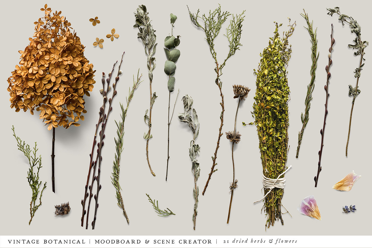 Botanical Moodboard Scene Creator, an Advertising Mockup by Eclectic Anthology (Photo 2 of 14)