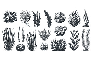 Hand drawn seaweed. Ocean sea, an Animal Illustration by Stock-Smart-Start