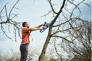 Young man cutting trees using, a Nature Photo by Gladkov photography