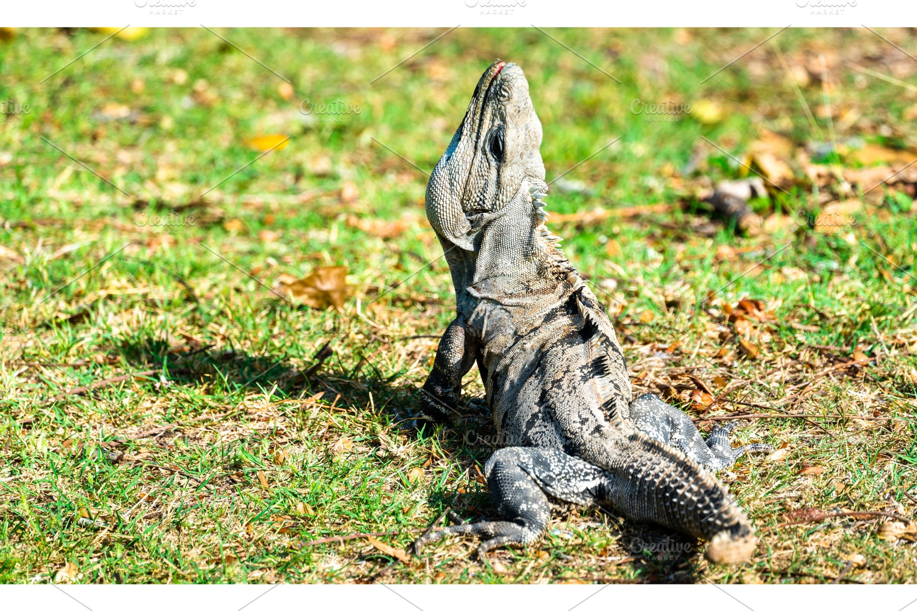 Iguana in south mexico containing lizard, iguana, and animal, an Animal Photo by Leonid Andronov