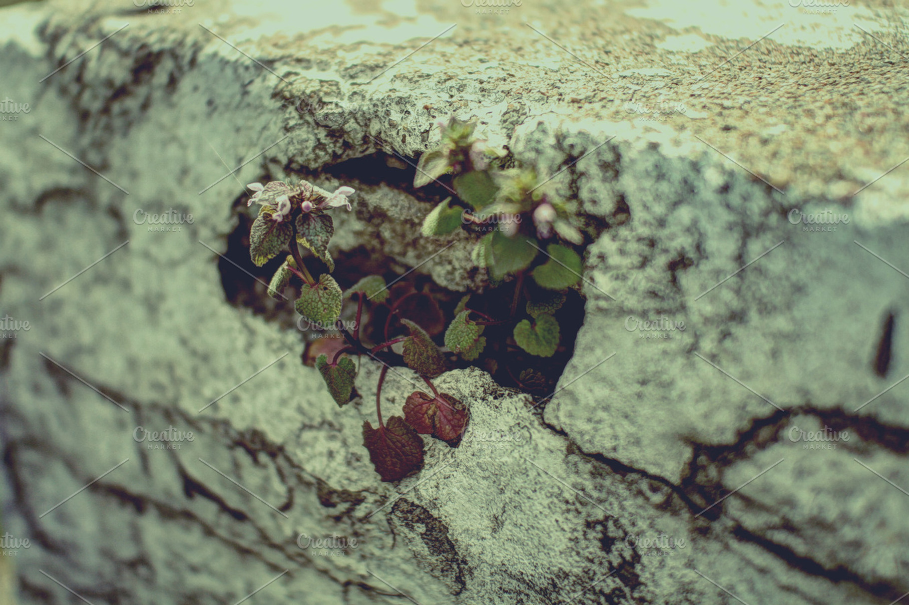 Stone flowers stock photo containing town and abandoned