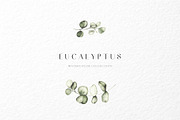 Eucalyptus watercolor illustrations, a Decorative Illustration by Liliia Polos Illustration (Thumbnail 6 of 11)