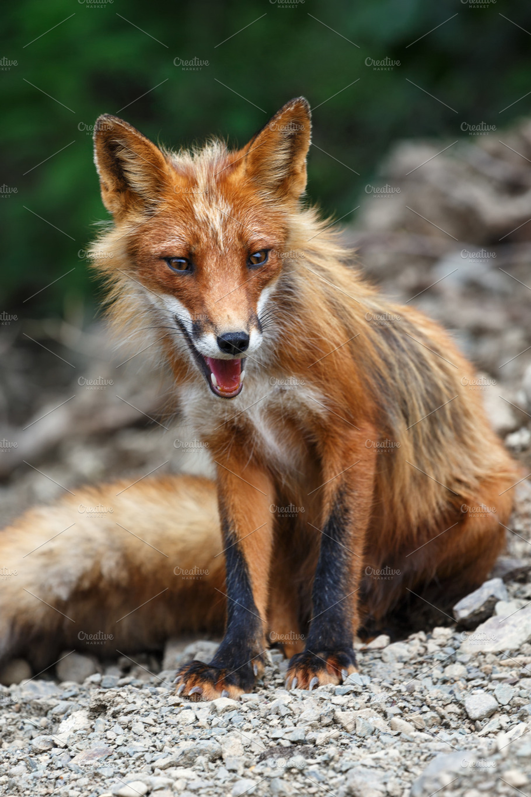 Beautiful wild red fox, a Nature Photo by Alexander-Piragis