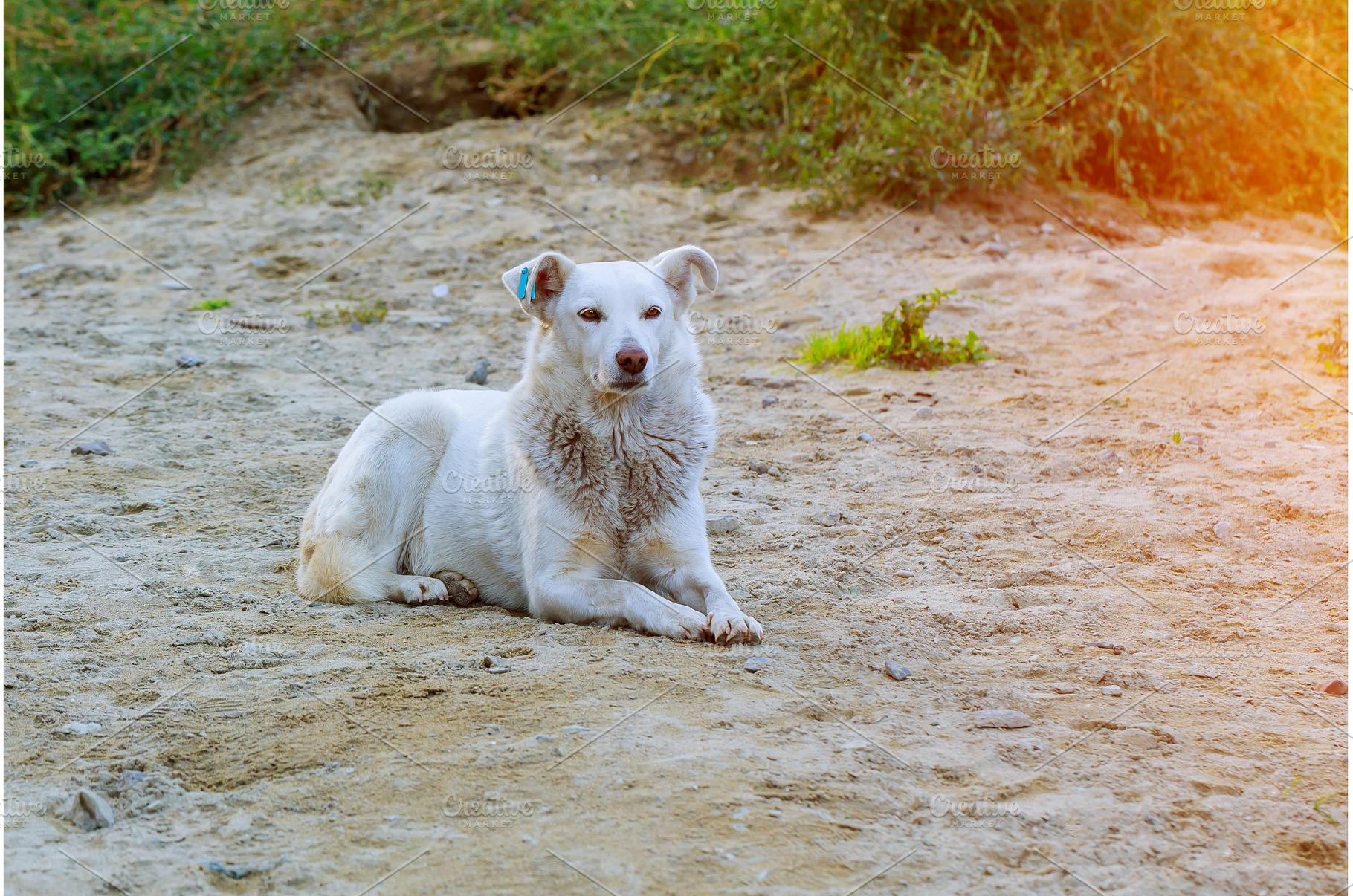 Stray dogs sleeping on the street, an Animal Photo by Ungvar Studio