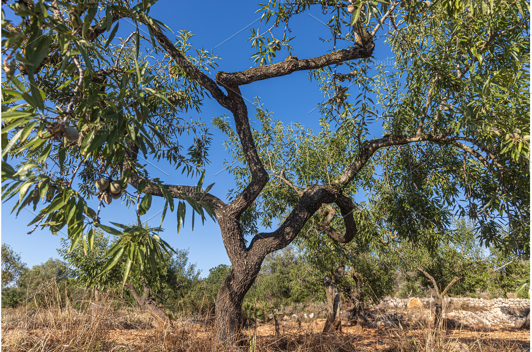 A beautiful almond tree with green, a Nature Photo by Illustrations&photos