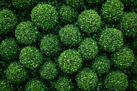 Lush green bushes arranged in circul, a Photo by Iftikhar Alam