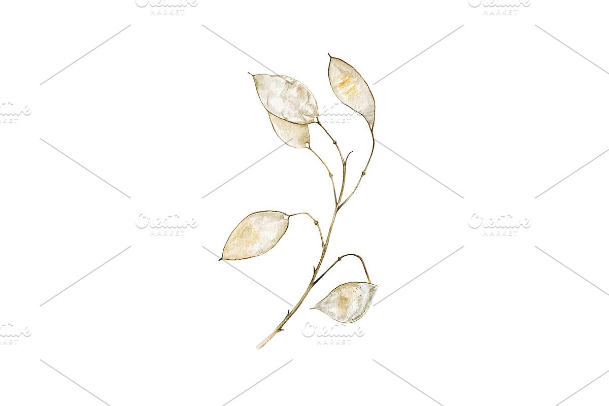 Lunaria branches, an Illustration by Watercolor life (Photo 7 of 7)