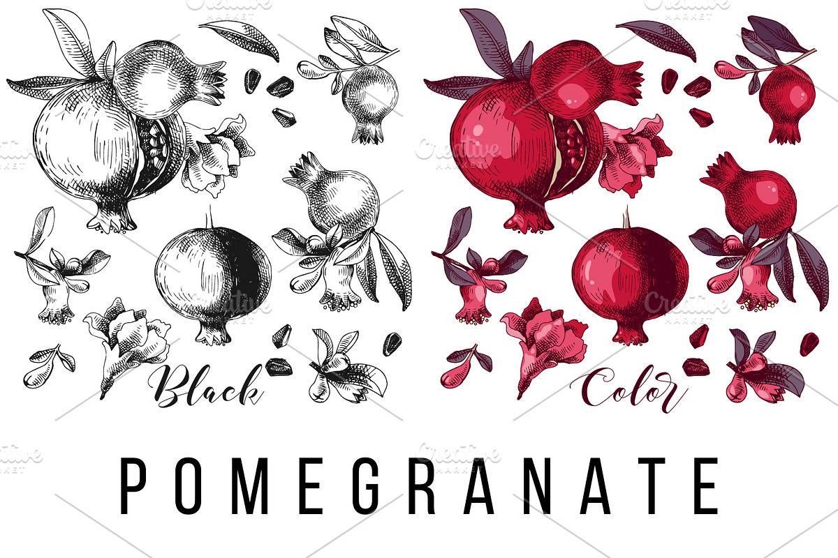 Fruit branches, a Food Illustration by handsketched (Photo 8 of 13)