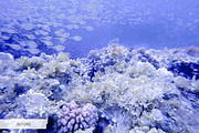 Underwater Photography Presets, a Plug-in Add-On by FixThePhoto (Thumbnail 24 of 32)