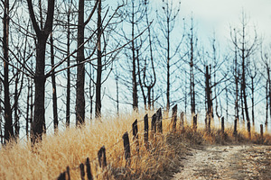 Burnt trees and dirt country road, a Nature Photo by SkyNext