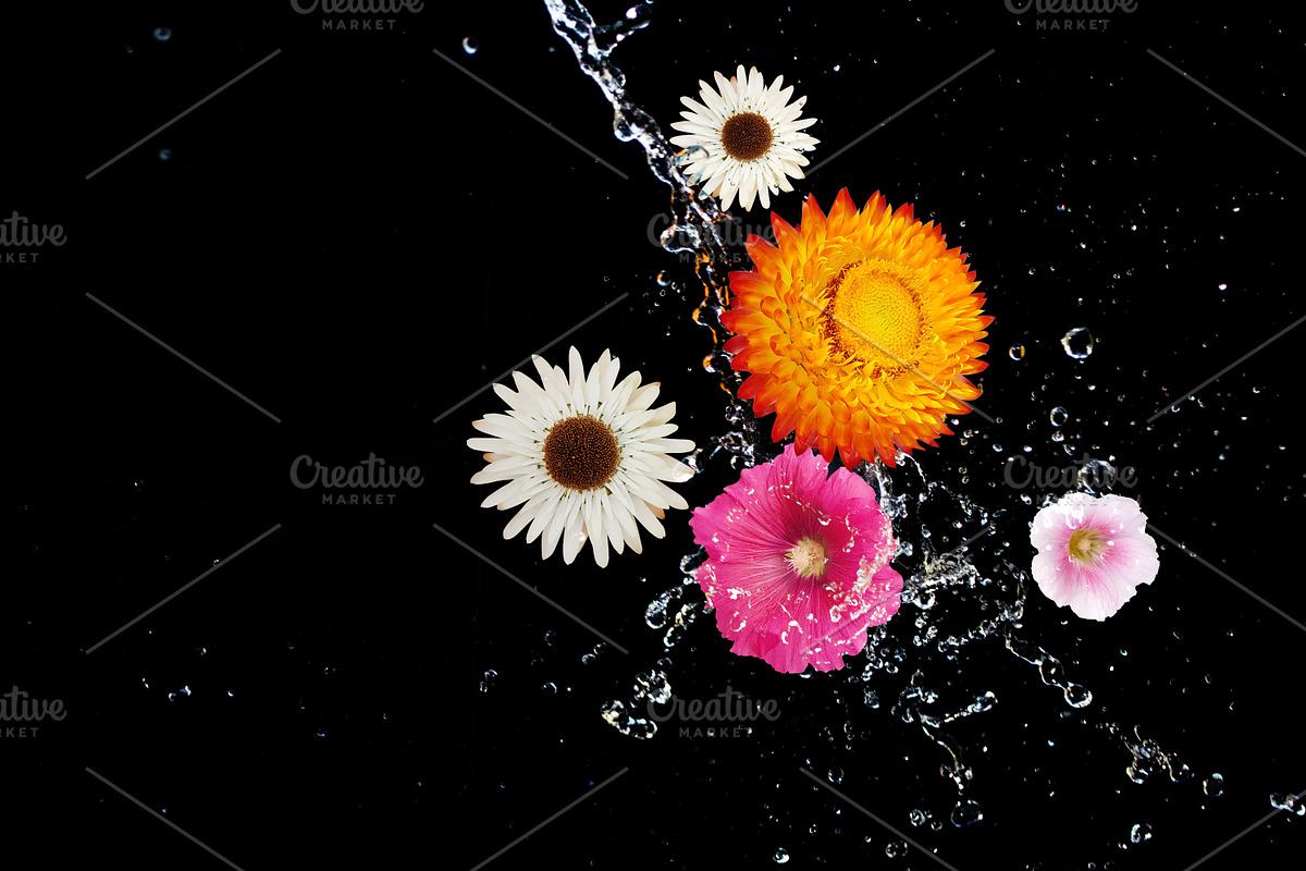 Die-cut Real Flowers, a Nature Photo by aniunova (Photo 4 of 4)