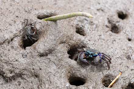 Perisesarma eumolpe indiarum crab, a Background Photo by Smith Chetanachan