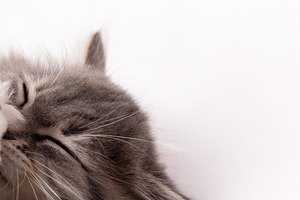 Adorable fluffy cat grooming its face on a white background, capturing a moment, an Animal Photo by Ales Munt