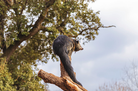 Binturon resting on a tree limb, an Animal Photo by Perpis