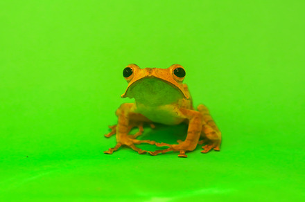 Wallace's flying frog, frogs, tree