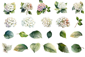 Hydrangea Clipart, Blue Watercolor