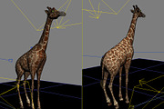 HD_GIRAFFE, an Animal 3D Model by 3DFRX (Thumbnail 5 of 5)