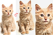 Vibrant Oil Paint Photoshop Action, an Action Add-On by MRI STUDIO (Thumbnail 13 of 18)
