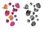 Fresh berries, a Food Illustration by handsketched (Thumbnail 15 of 21)