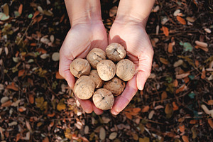 Hands holding autumn nuts, a Nature Photo by The Pixels Factory