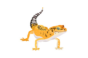 Gecko lizard animal. Reptile in