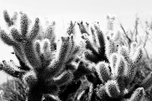 Desert Cactus
