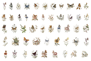 Vintage Botanical Butterflies, a Decorative Illustration by youtoview (Thumbnail 2 of 12)