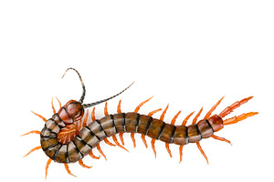 Centipede Isolated, an Animal Photo by THP Creative