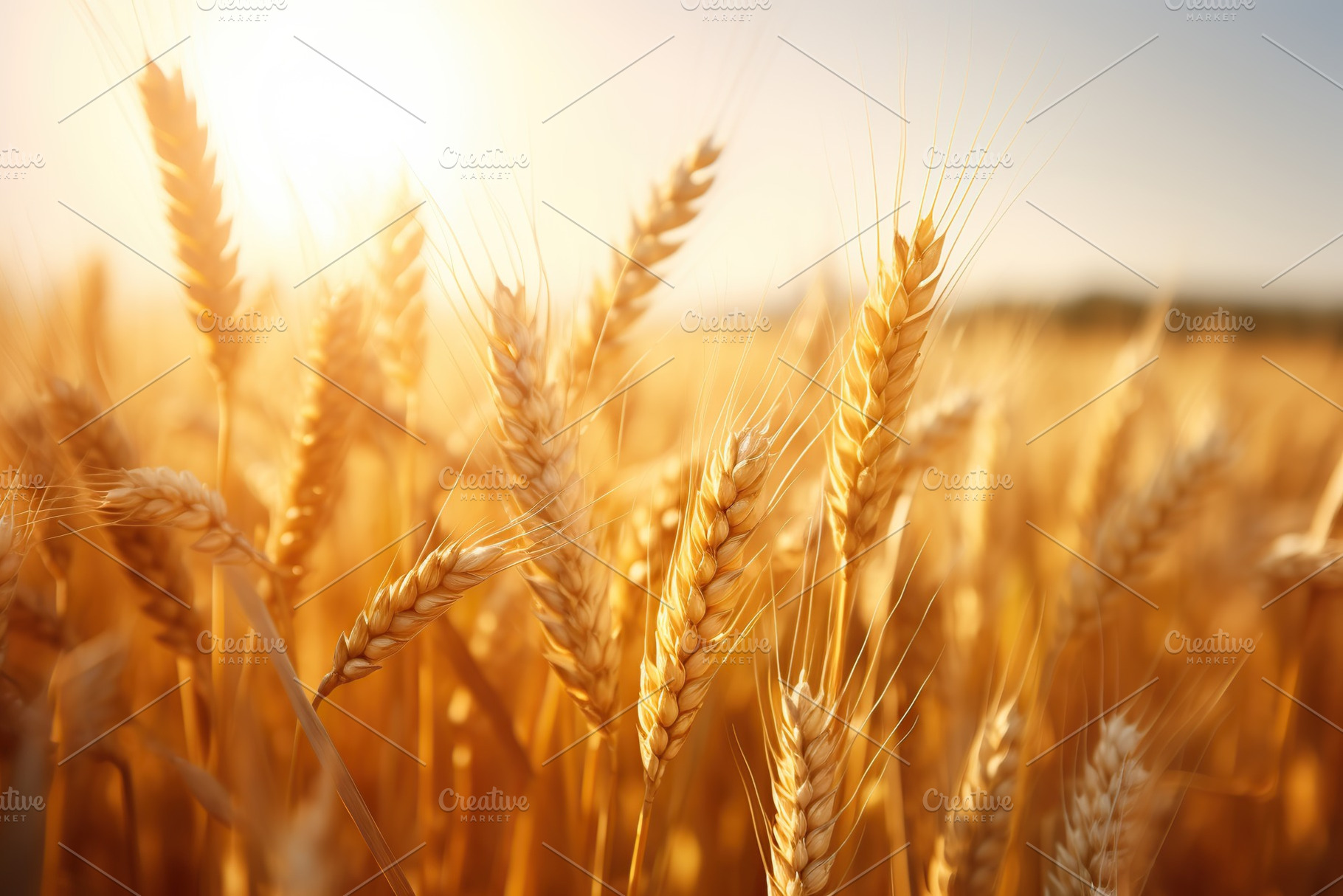 Closeup of wheat field, a Nature Photo by AlyaAnd