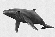Procreate Graphite Pencils Set, a Brush Add-On by Brush Moment (Thumbnail 6 of 7)