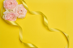 Soft pink roses with a delicate yellow satin ribbon on a bright, a Holiday Photo by ndanko