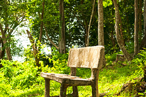 Forest Seat, a Nature Photo by THP Creative