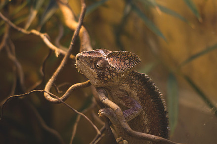 Chameleon stock picture