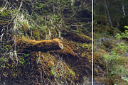 MILLION OF GREEN-Set of 20presets Lr, an Action Add-On by Graphics, Presets, Photos (Thumbnail 16 of 21)