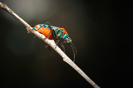 Mallotus Harlequin Bug