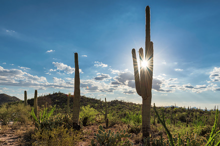 Saguaros at Sunset in Sonoran Desert, a Nature Photo by Lucky Photographer