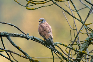 Common kestrel or Falco tinnunculus, an Animal Photo by Fascinadora