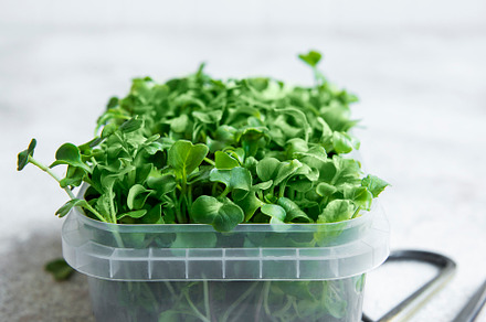 Micro greens. Sprouted Radish Seeds., a Food & Drink Photo by Olena Rudo
