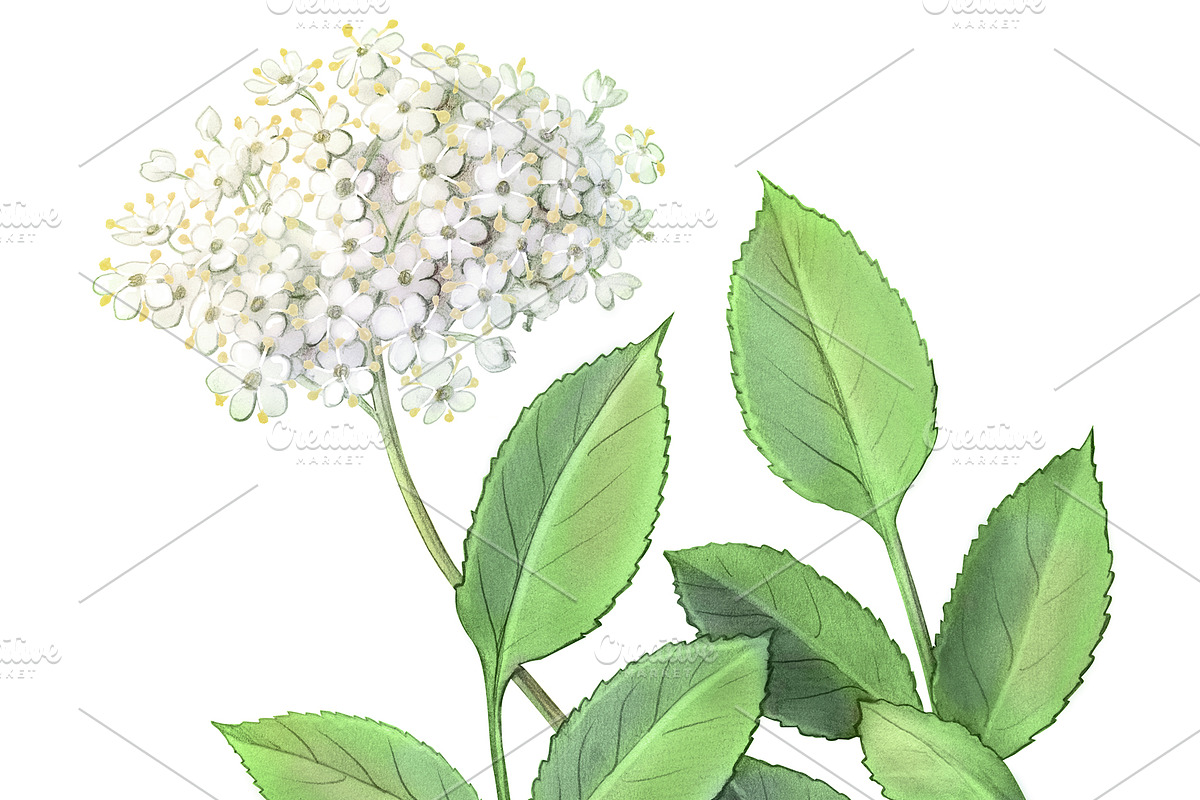 Elder Plant Botanical Illustration, an Illustration by Anna Repp Illustration (Photo 6 of 7)