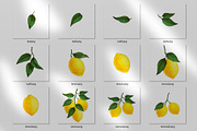 Watercolor  Lemon Clipart  PNG., a Graphic by ARTVracovska (Thumbnail 2 of 4)
