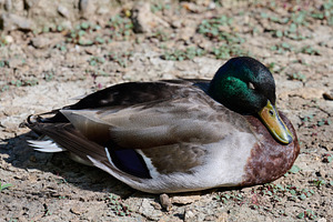 A male mallard duck with a distinctive iridescent green head, br, an Animal Photo by ndanko